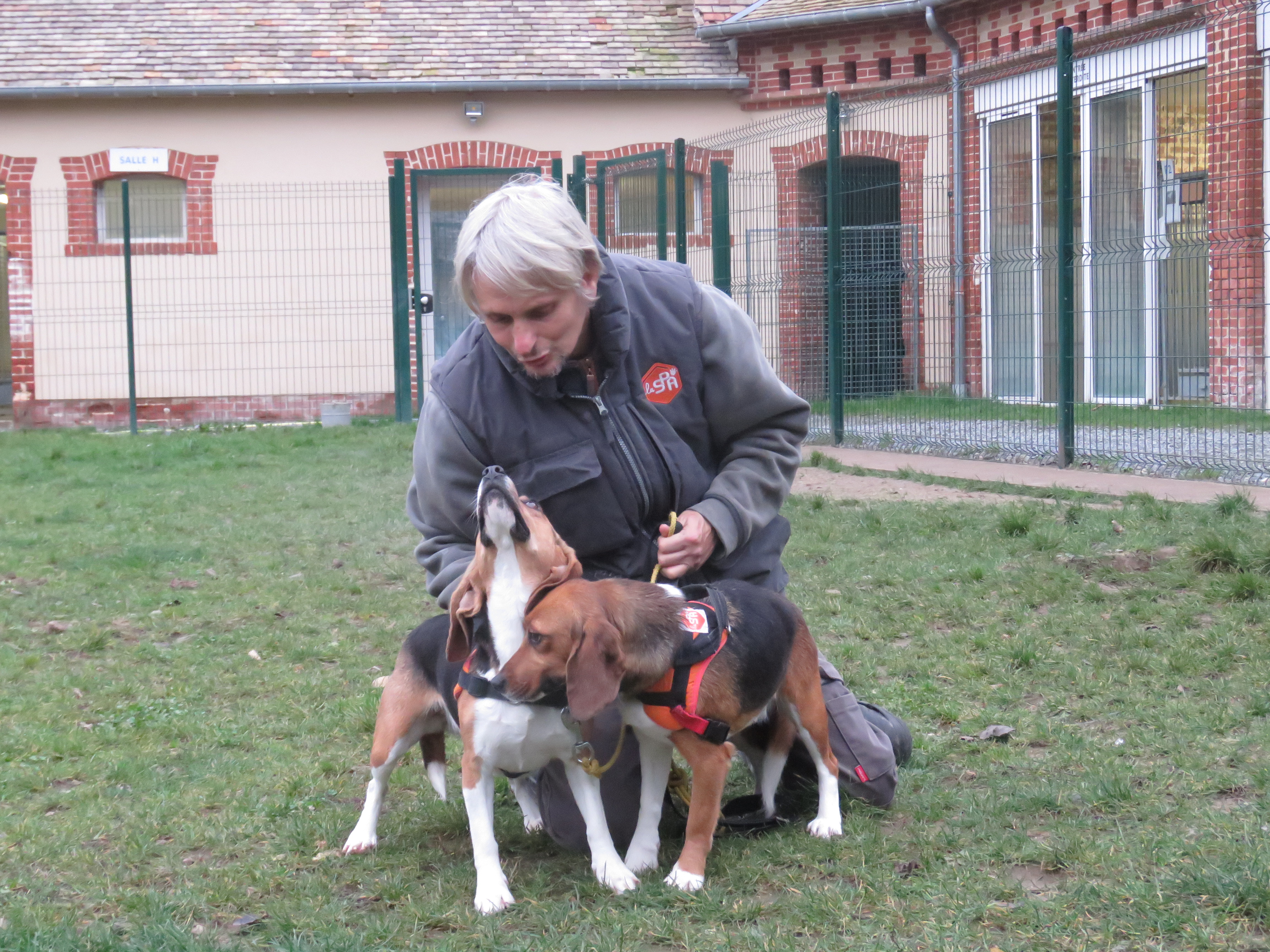 Beagles labos - SPA Yvré à l'adoption