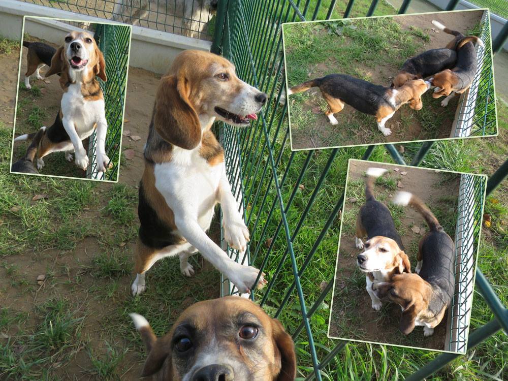 Beagles labos - SPA Cholet à l'adoption