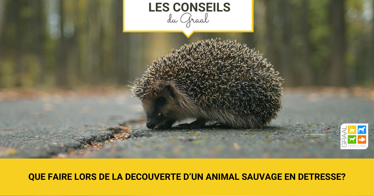 Que faire lors de la découverte d’un animal sauvage en détresse ? Que faire lors de la découverte d’un animal sauvage en détresse ?