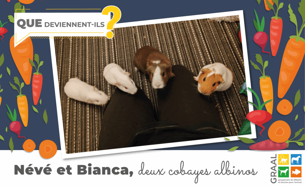 Des nouvelles de Neve et Bianca