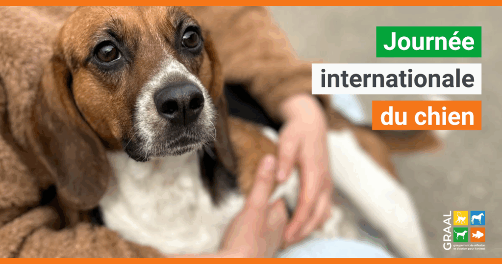 Journée internationale du chien