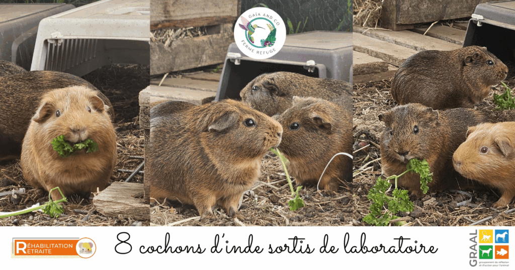 8 Cochons d’inde sortis de laboratoire
