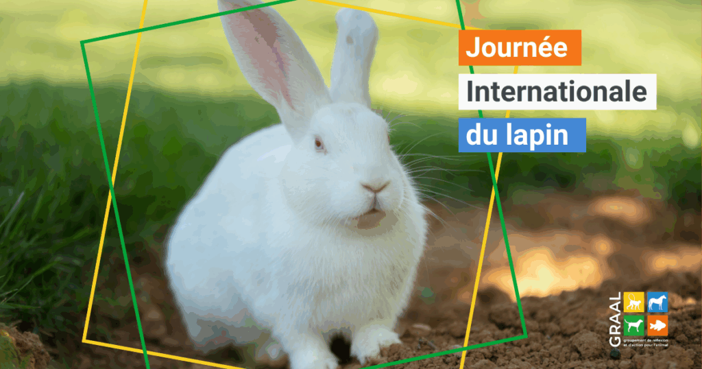 Journée internationale du lapin