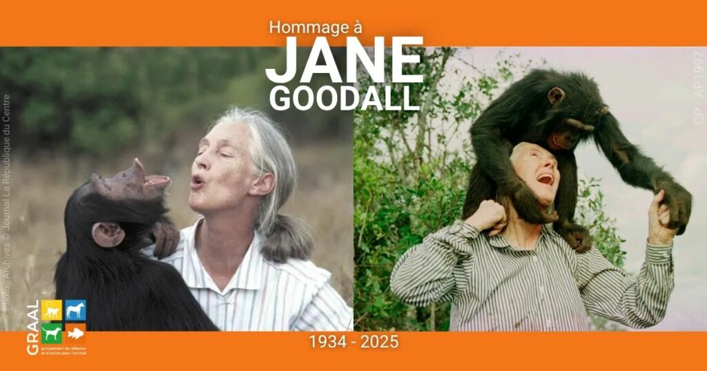 Merci – Hommage à Jane GOODALL