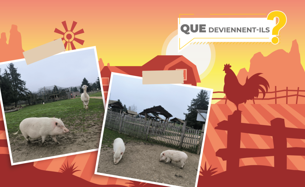 La vie en rose pour des cochons