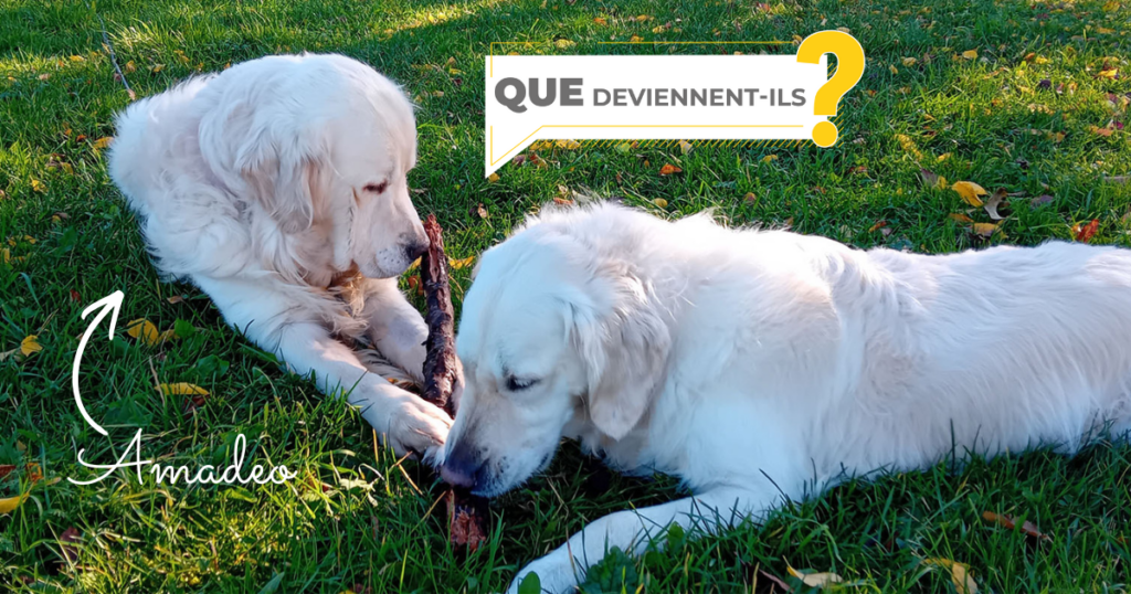 Des nouvelles d&rsquo;Amadéo