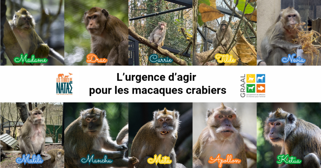 L&rsquo;urgence d&rsquo;agir pour les macaques Crabiers