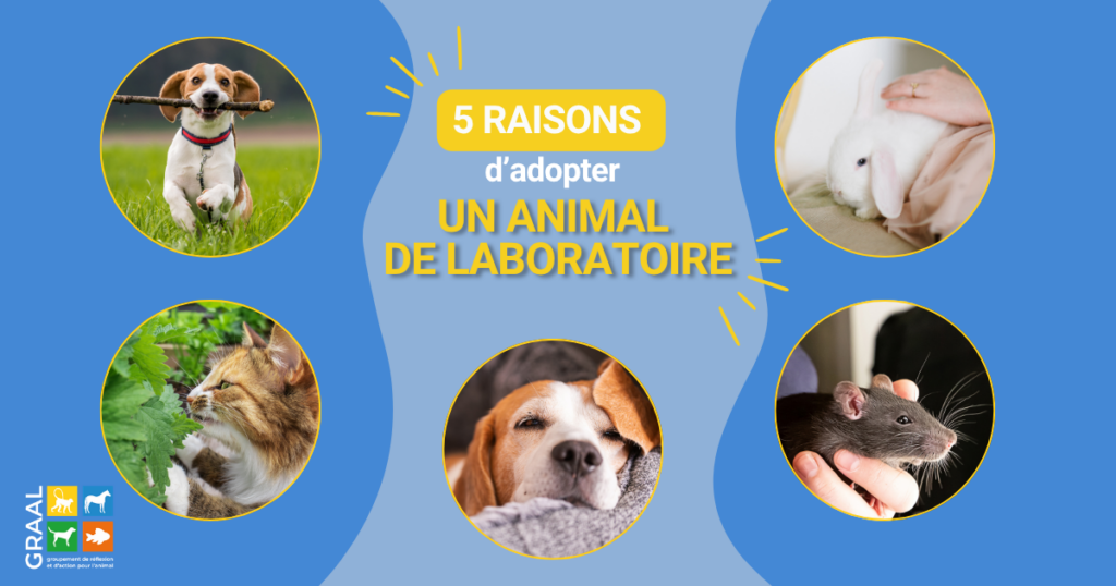 5 raisons d’adopter un animal de labo !