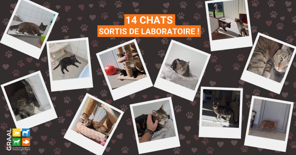 14 chats sortis de laboratoire