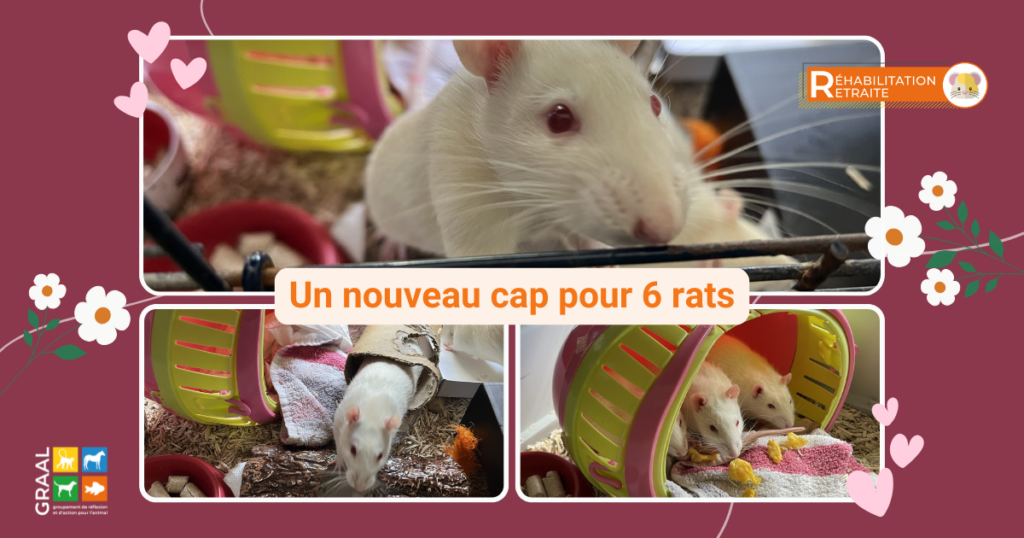 Un nouveau cap pour 6 rats !