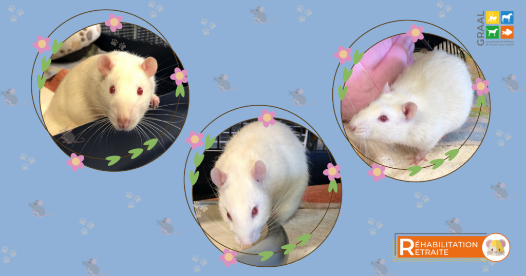 UNE NOUVELLE VIE POUR 3 PETITS RATS