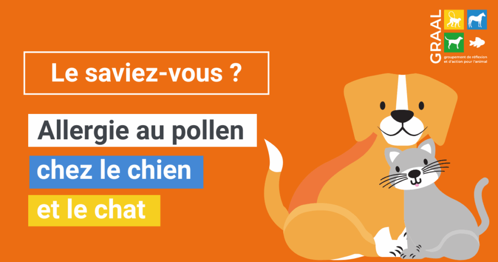Allergie au pollen chez le chien et le chat Allergie au pollen chez le chien et le chat