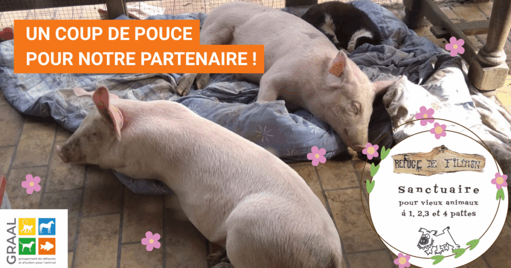 Soutien au refuge de Filémon Soutien au refuge de Filémon