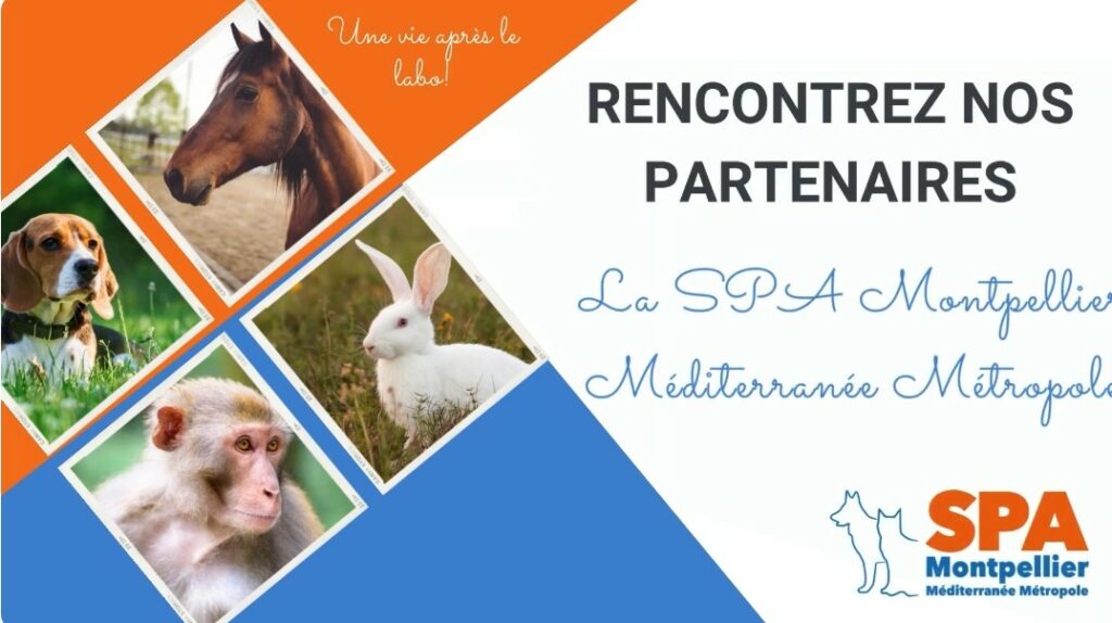 Nos partenaires se présentent : la SPA de Montpellier Méditerranée Métropole