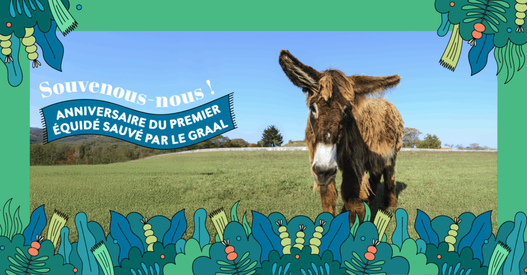 Jour souvenir du tout premier animal sauvé par le GRAAL ! Jour souvenir du tout premier animal sauvé par le GRAAL !