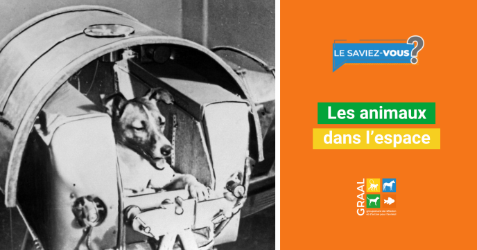 Quand les animaux ont ouvert la voie vers l’espace Quand les animaux ont ouvert la voie vers l’espace
