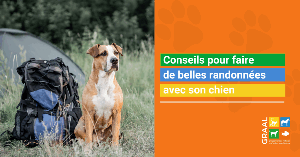 Conseils pour faire de belles randonnées avec son chien