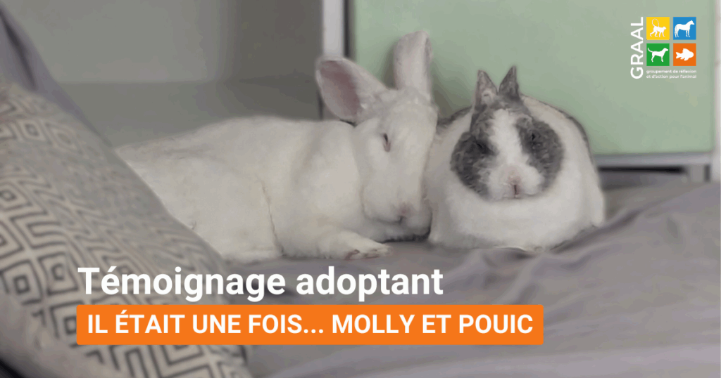 Témoignage adoptant – Joyeux anniversaire Molly !