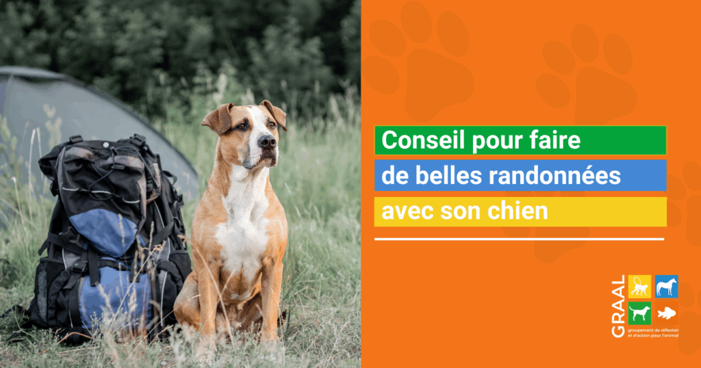 Conseils pour faire de belles randonnées avec son chien Conseils pour faire de belles randonnées avec son chien