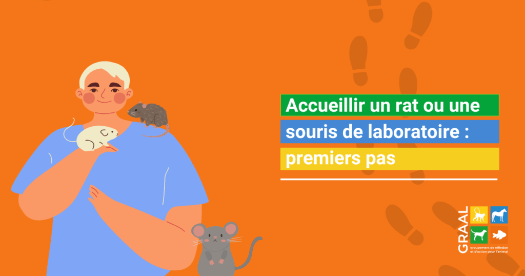 Accueillir un petit rat ou une petite souris de laboratoire : premiers pas Accueillir un petit rat ou une petite souris de laboratoire : premiers pas