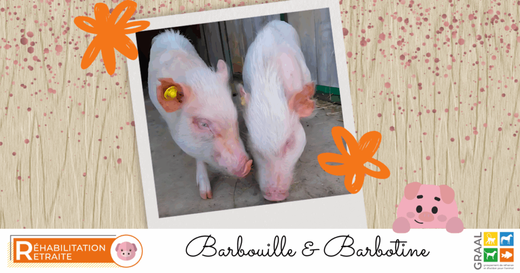 Une nouvelle vie pour 2 minipigs Une nouvelle vie pour 2 minipigs