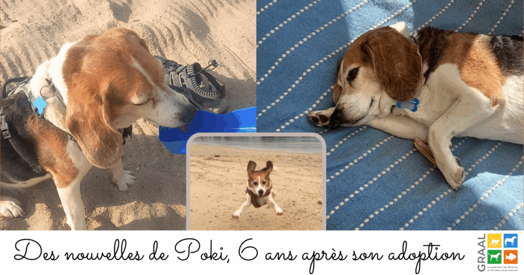 Des nouvelles de Poki, 6 ans après son adoption ! Des nouvelles de Poki, 6 ans après son adoption !
