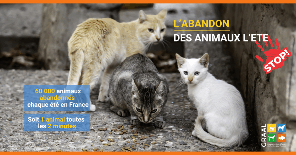 L’abandon des animaux l’été L’abandon des animaux l’été
