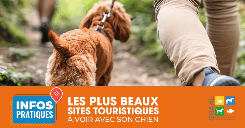 Les plus beaux sites touristiques à voir avec son chien