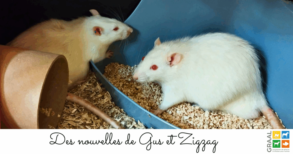 Des nouvelles de Gus et Zigzag