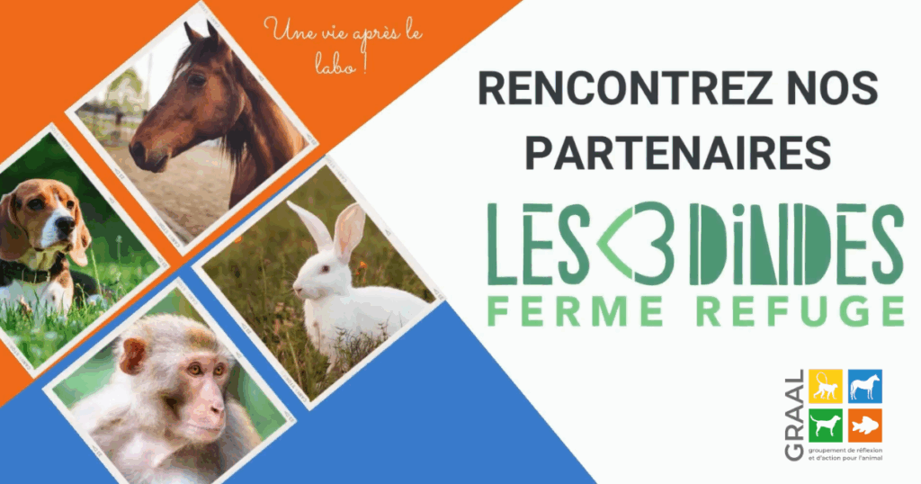 Rencontre avec le refuge les 3 dindes Rencontre avec le refuge les 3 dindes