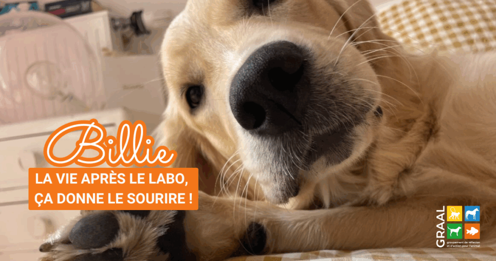 Adoption heureuse Adoption heureuse