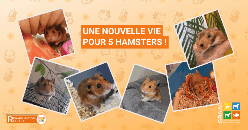 Réhabilitation de 5 hamsters dorés Réhabilitation de 5 hamsters dorés