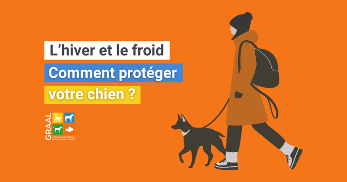 L’hiver et le froid : comment protéger votre chien ? L’hiver et le froid : comment protéger votre chien ?