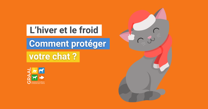 L’hiver et le froid : comment protéger les chats ? L’hiver et le froid : comment protéger les chats ?
