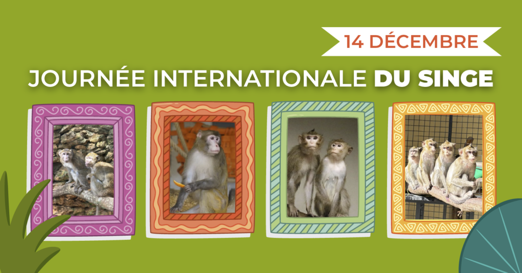 Journée internationale du singe Journée internationale du singe
