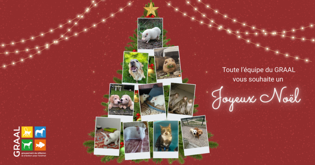La magie de noël pour tous les animaux