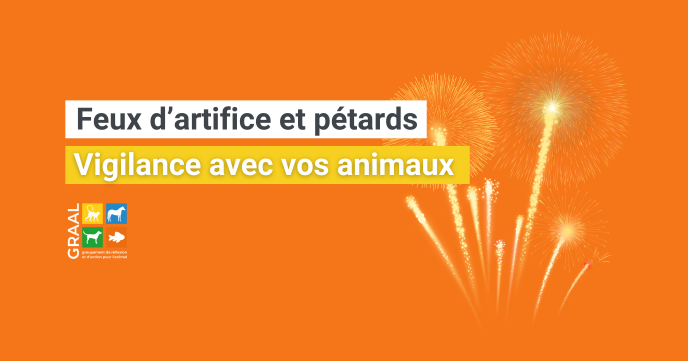 Feux d&rsquo;artifice et pétards : un danger pour les animaux