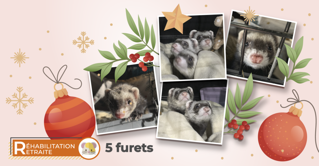 Nouvelle vie pour 5 furettes