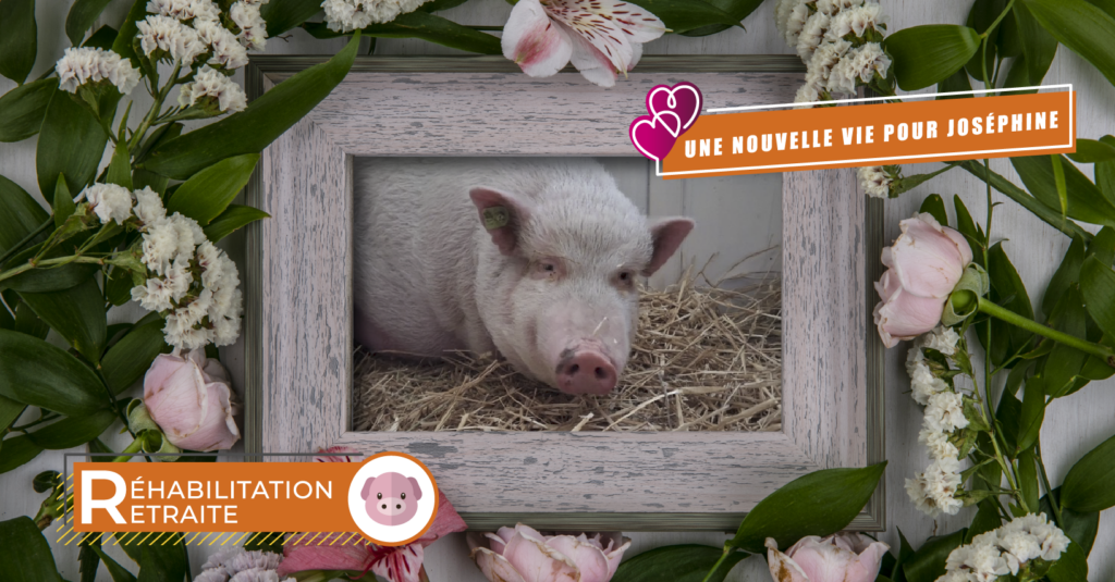 Sortie minipig : une nouvelle vie pour Joséphine