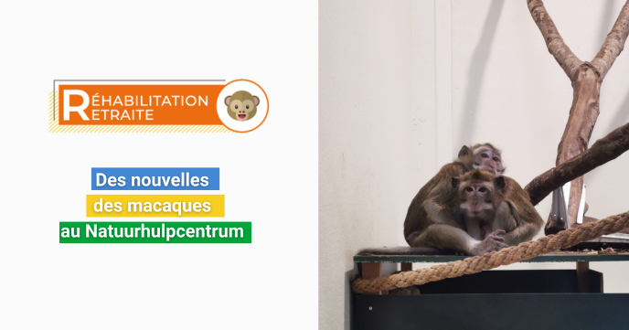 Des nouvelles de Romeo, Schizzo, Leandro et Valentino