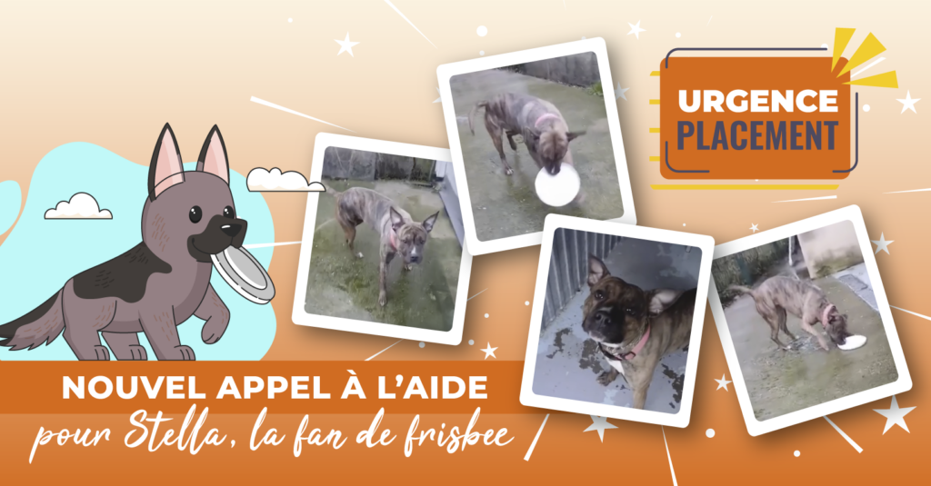 Appel à l&rsquo;aide : fourrière de Massy