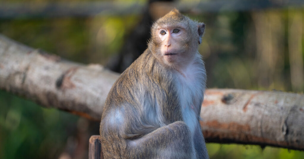 Témoignage de Albane Pillaire, directrice du zoo d’Amnéville