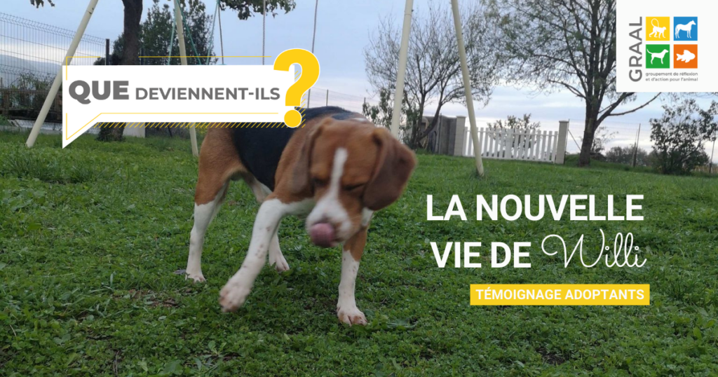 La nouvelle vie de Willi !