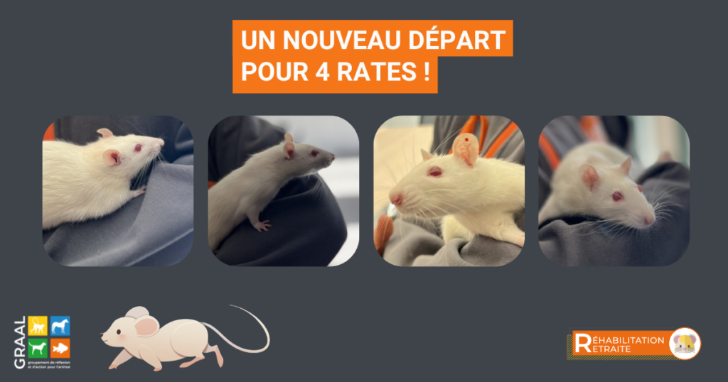 Un nouveau départ pour 4 rates ! Un nouveau départ pour 4 rates !