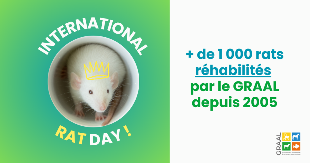 Journée mondiale du rat