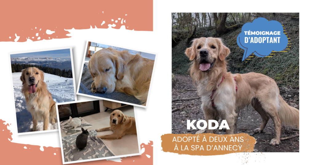 Des nouvelles de Koda