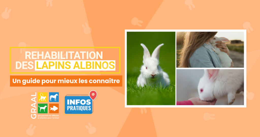 Réhabilitation des lapins albinos : un guide pour mieux les comprendre