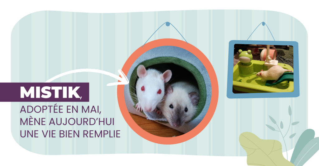 Des nouvelles de Mistik Des nouvelles de Mistik