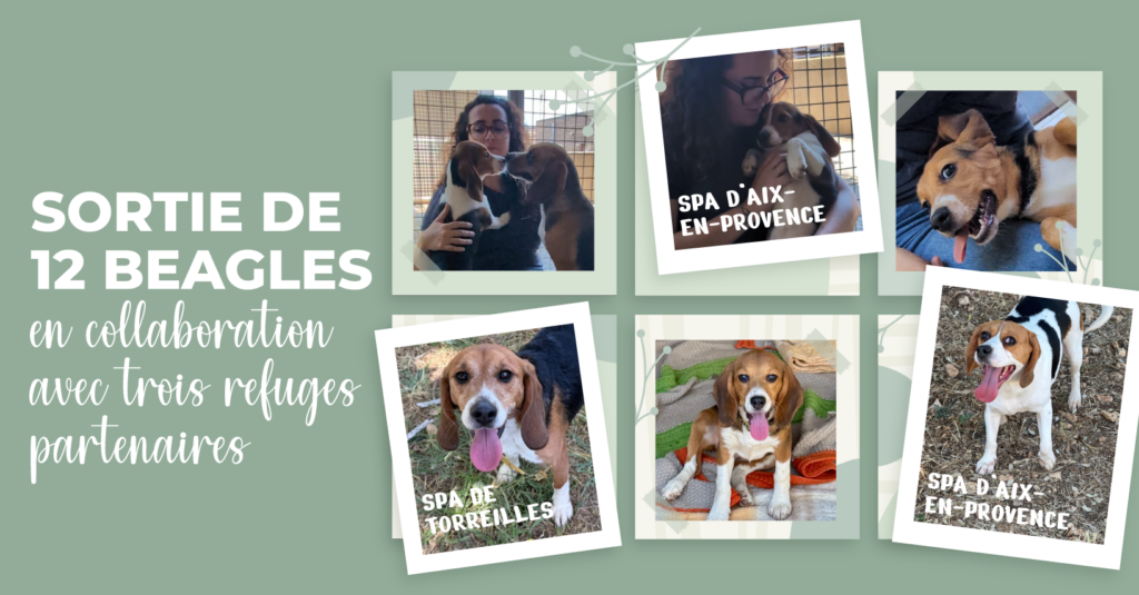 Réhabilitation de 14 beagles Réhabilitation de 14 beagles