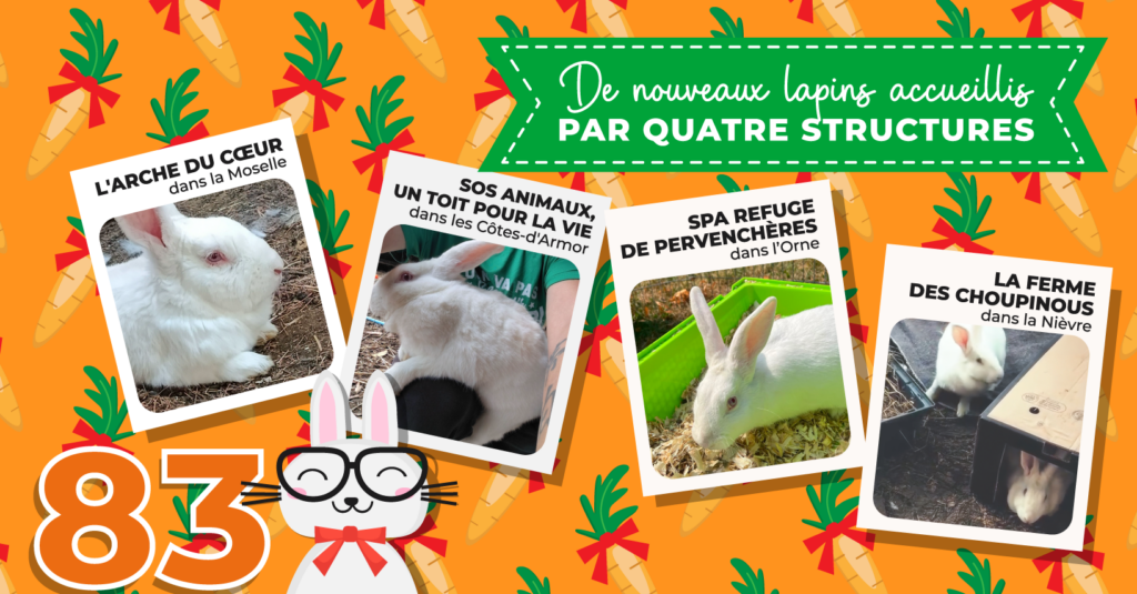 Une retraite pour 83 lapins de plus !